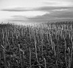 img_1136a-1-1